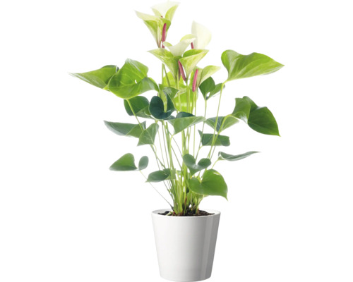 Zimmerpflanze Anthurium mit weißen Blüten in einem schlichten Übertopf
