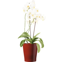 Phalaenopsis Orchidee mit weißen Blüten in einem runden Topf als Zimmerpflanze