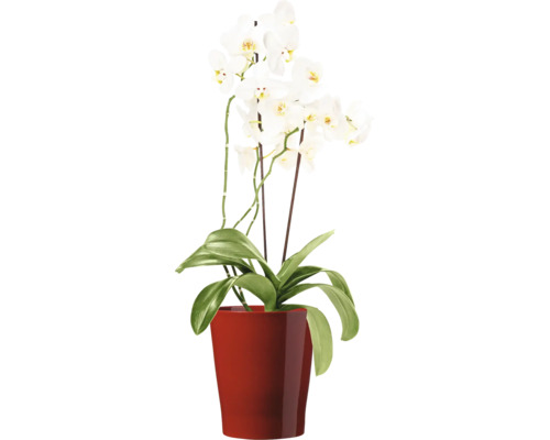 Phalaenopsis Orchidee mit weißen Blüten in einem runden Topf als Zimmerpflanze