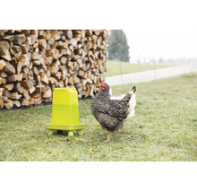 Eine Geflügeltränke aus Kunststoff auf einer Wiese mit einem Huhn vor einem Holzhaufen im Garten.