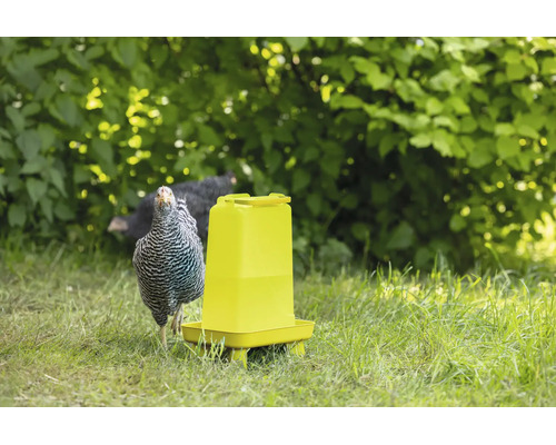 Geflügeltränke aus Kunststoff mit Tränkschale auf einer Wiese mit Huhn