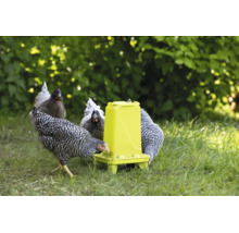 Mehrere Hühner fressen an einer Futterstelle für Geflügel im Garten.