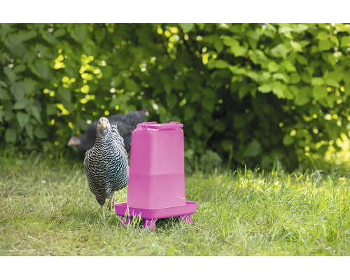 Eine Hühnertränke aus Kunststoff steht auf einer Wiese im Garten neben einem gestreiften Huhn.