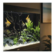 Juwel Aquarium mit Skalaren und Pflanzen, eingerichtet mit Steinen, Treibholz und Sand auf hellem Boden.