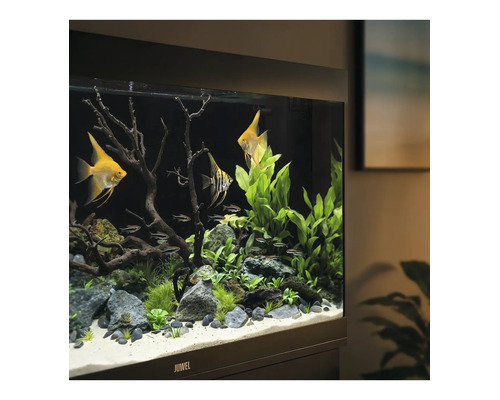 Juwel Aquarium mit Skalaren und Pflanzen, eingerichtet mit Steinen, Treibholz und Sand auf hellem Boden.