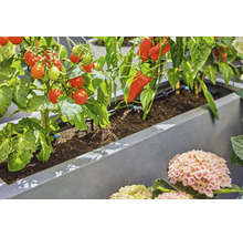 Pflanzkasten mit automatischer Tropfbewässerung für Tomaten und Paprika in einem Garten.