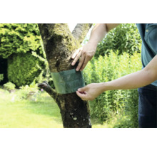 Eine Person bringt einen Leimring als Insektenschutz an einem Baumstamm an.