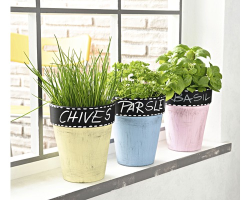 Drei Kräutertöpfe mit Schnittlauch, Petersilie und Basilikum auf einer Fensterbank