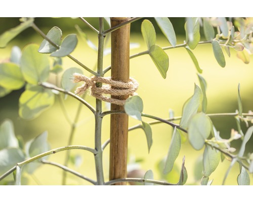 Eukalyptuspflanze mit Bambusstab und Juteschnur