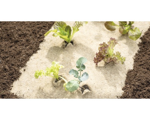 Gemüsepflanzen auf einem Beet mit Gartenvlies