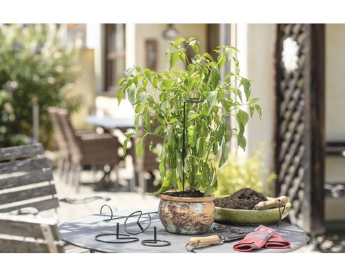 Pflanzenszene mit Paprikapflanze im Topf auf einem Gartentisch mit Pflanzwerkzeug und Pflanzenstützen
