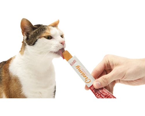 Katze leckt Katzen-Snack aus einer Tube