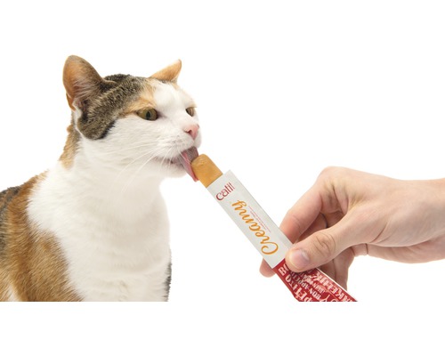 Katze leckt Katzensnack aus einer Hand