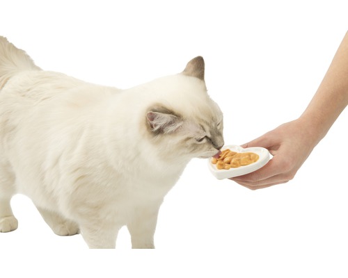 Katze frisst Futter aus einem herzförmigen Napf