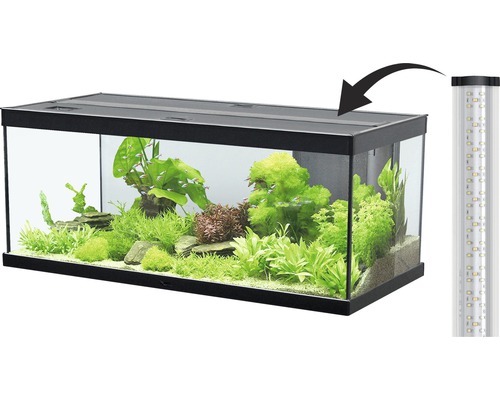 Aquarium mit Pflanzen und Fischen, inklusive LED-Beleuchtung