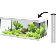 Aquarium mit Pflanzen und Fischen sowie Beleuchtung