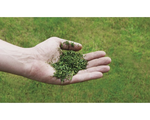 Hand hält Grasschnitt