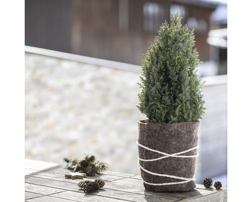 Zimmerzypresse im Topf mit Wollfilzband auf einem Holztisch