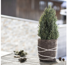 Zypresse im Filztopf auf einem Holztisch