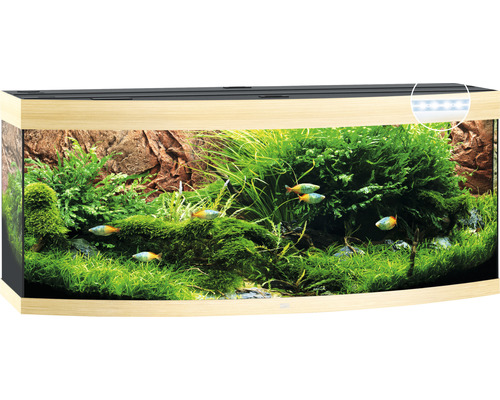 Gebogenes Aquarium mit Pflanzen und Fischen