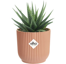 Haworthia-Topfpflanze in geripptem Topf mit Elho Logo