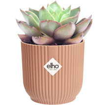Sukkulente in einem gerillten Übertopf mit Elho Logo