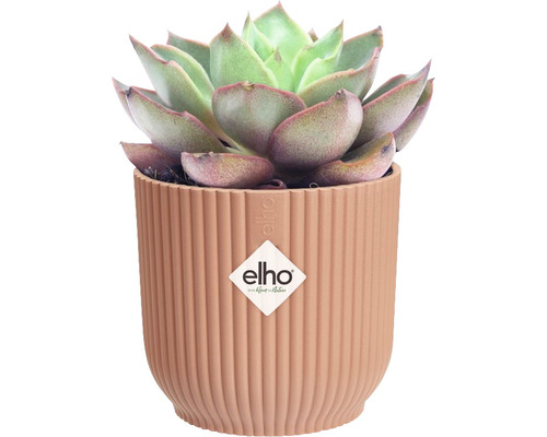 Sukkulente in gerilltem Blumentopf von Elho