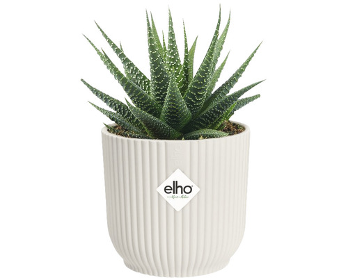 Haworthia Pflanze in einem Elho Blumentopf