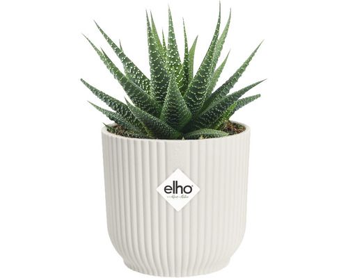 Haworthia Zimmerpflanze im weißen Topf