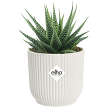 Haworthia Pflanze in weißem Topf