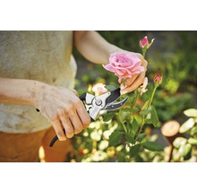 Person schneidet eine Rose mit einer Gartenschere
