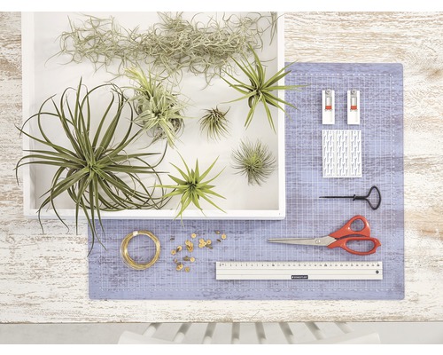 Luftpflanzen in einem weißen Behälter mit Werkzeugen auf einer Schneidematte