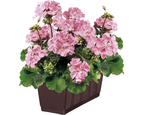 Stehende Geranie FloraSelf Pelargonium zonale Ø 13 cm Topf