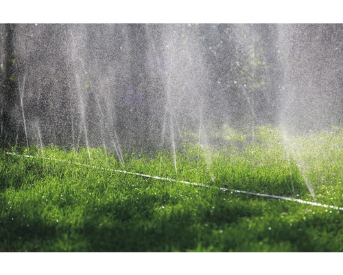 Rasensprenger bewässert Rasenfläche