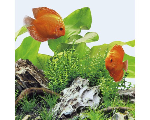 Aquariumdekoration mit Diskusfischen, Pflanzen und Steinen