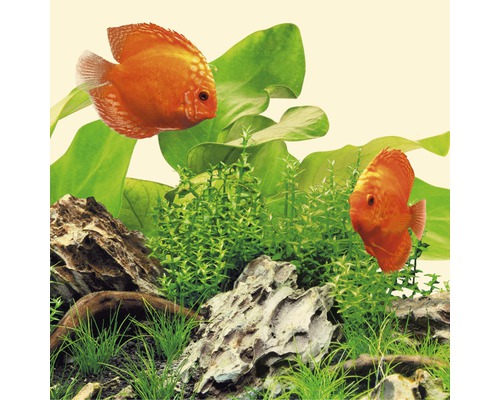 Aquarienszene mit zwei Diskusfischen, Pflanzen und Steinen