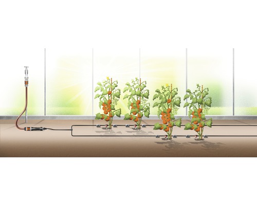 Tropfbewässerungssystem für Tomatenpflanzen im Gewächshaus