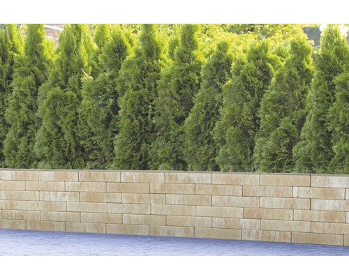Mauer aus Betonsteinen mit Thujahecke im Hintergrund