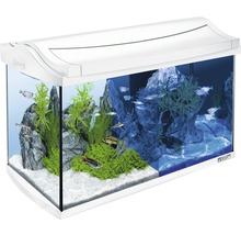 Eingerichtetes Aquarium mit Fischen, Pflanzen und Steinen