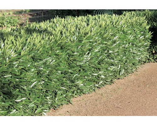 Im Bild ist eine Lorbeerhecke zu sehen, die einen dichten, grünen Sichtschutz bietet