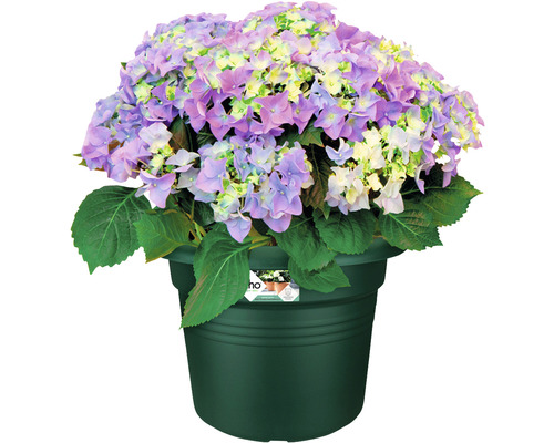 Hortensie im Topf mit lila und grünen Blüten