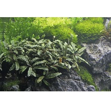 Aquarienpflanze Bucephalandra auf Stein