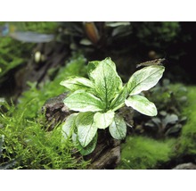 Anubias nana Pinto 8 cm grün-thumb-1