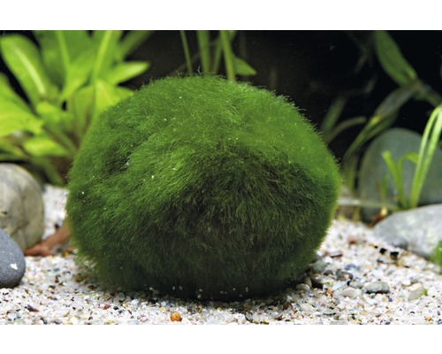 Moosball im Aquarium