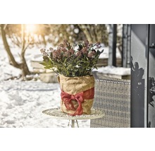 Winterschutzvliesmatte Windhager 38x150 cm natur
