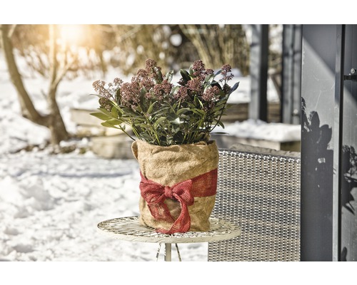 Skimmie im Jutesack mit Schleife auf einem Tisch im Garten.