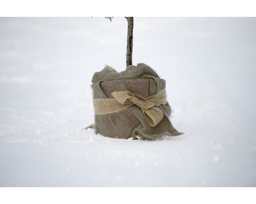 Eingewickelter Baumstamm im Schnee mit Juteband