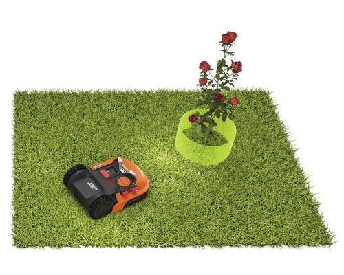 Rasenfläche mit Rasenroboter und Rosenstrauch