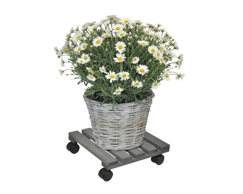 Gänseblümchen in geflochtenem Korb auf Pflanzenroller aus Holz