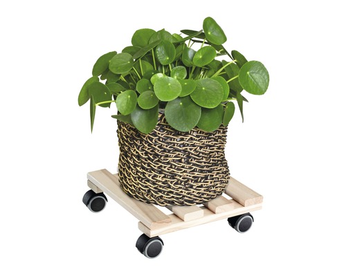 Chinesischer Geldbaum in einem Korb auf einem Pflanzenroller